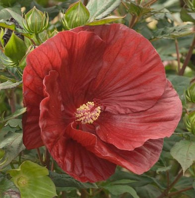 HIBISCUS X SUMMERIFIC CRANBERRY CRUSH / ROSE MALLOW