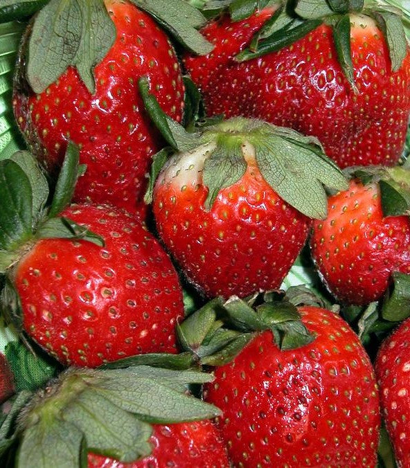 STRAWBERRY HONEOYE / HONEOYE STRAWBERRY