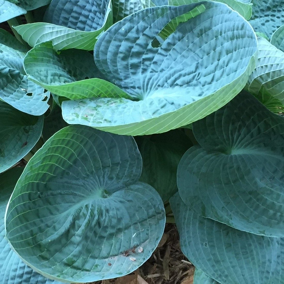 HOSTA BIG DADDY / PLANTAIN LILY