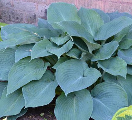 HOSTA BLUE ANGEL / PLANTAIN LILY