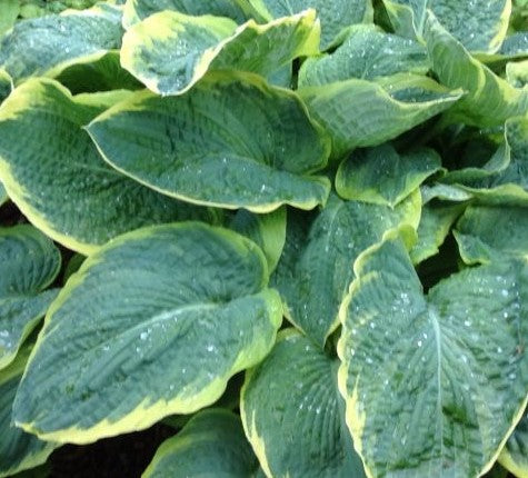 HOSTA GREAT ARRIVAL / PLANTAIN LILY