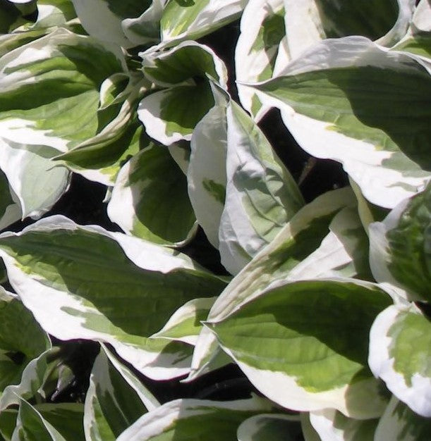 HOSTA PATRIOT / PLANTAIN LILY