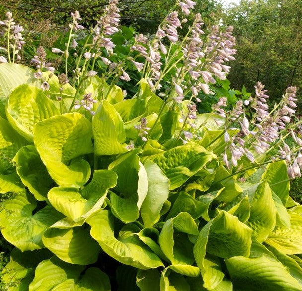 HOSTA SUM AND SUBSTANCE / PLANTAIN LILY