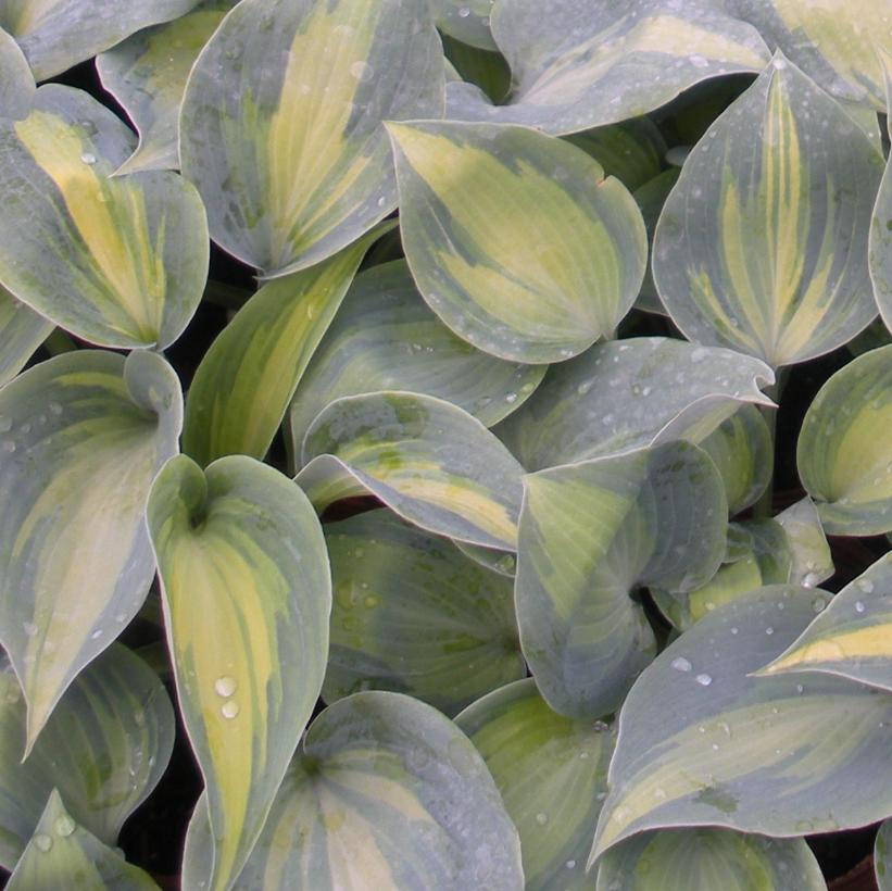 HOSTA TOUCH OF CLASS / PLANTAIN LILY
