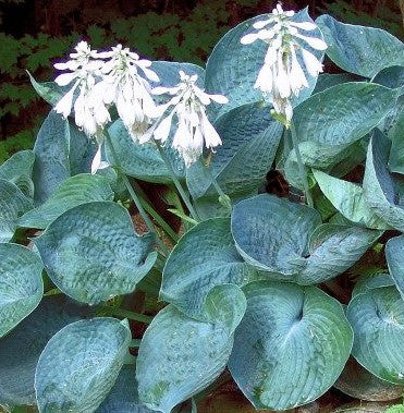 HOSTA ABIQUA DRINKING GOURD / PLANTAIN LILY