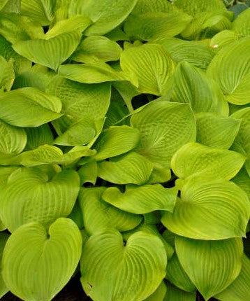 HOSTA AUGUST MOON / PLANTAIN LILY