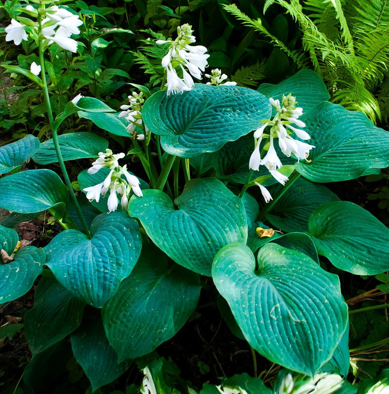 HOSTA BLUE MAMMOTH / PLANTAIN LILY