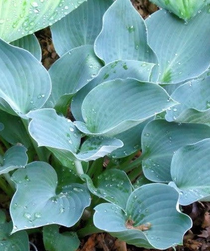 HOSTA BLUE WEDGWOOD / PLANTAIN LILY – Diggin it Nursery