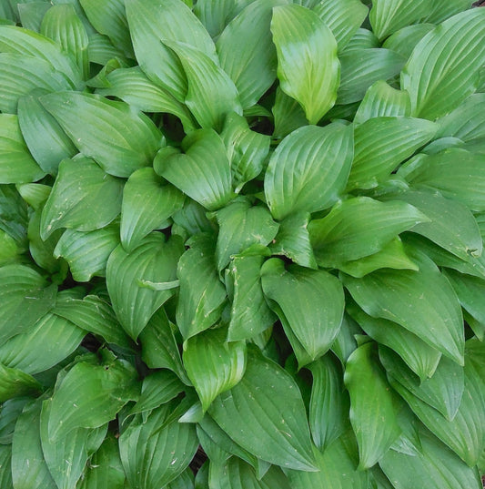 HOSTA EMERALDS AND RUBIES / PLANTAIN LILY