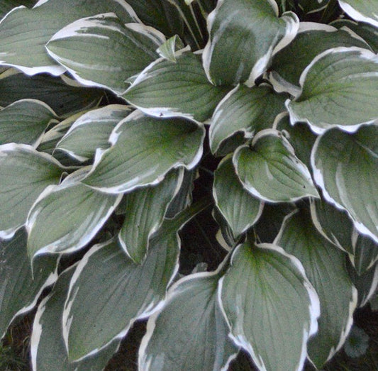 HOSTA RUBIES AND RUFFLES / PLANTAIN LILY