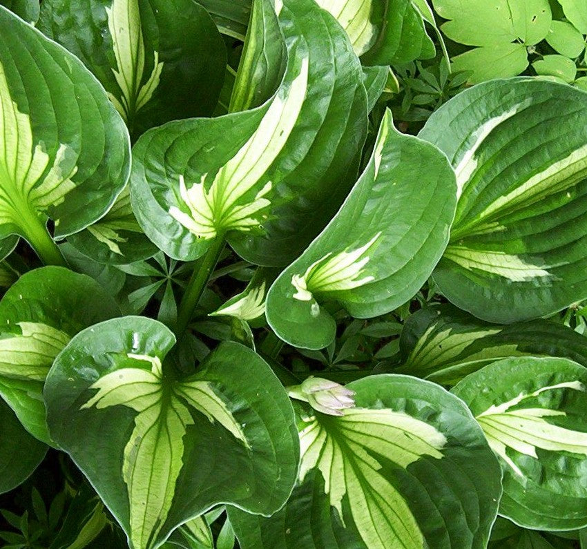 HOSTA WHIRLWIND / PLANTAIN LILY
