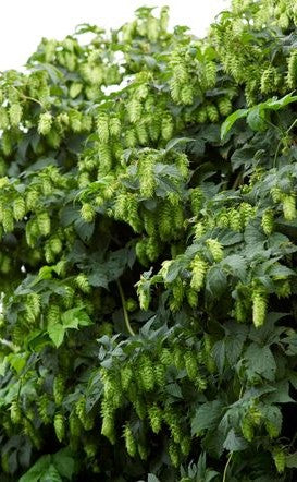 HUMULUS LUPULUS NUGGET / ORNAMENTAL HOP