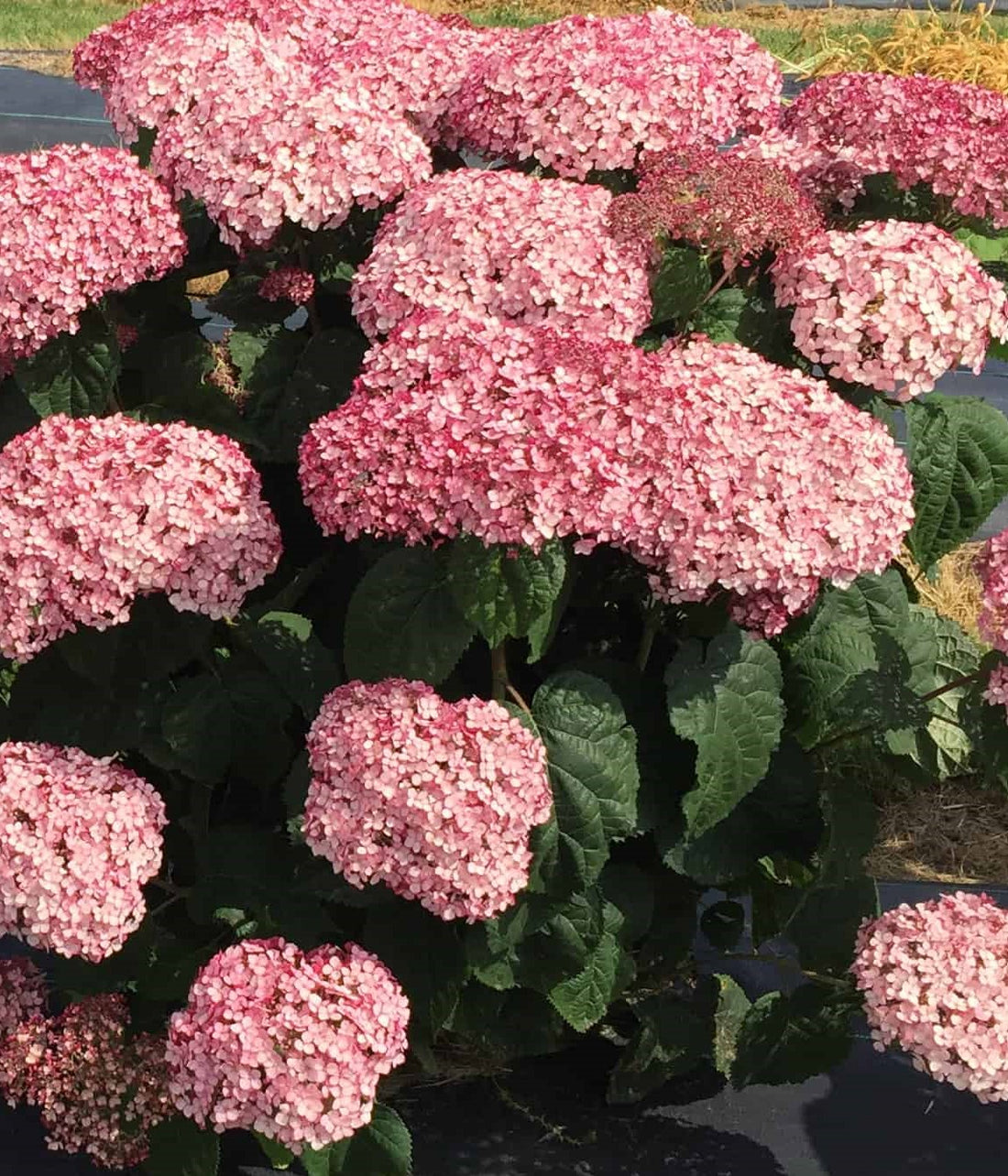 HYDRANGEA ARBORESCENS INCREDIBALL® BLUSH / INCREDIBALL® BLUSH HYDRANGEA