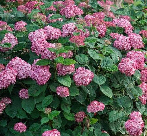 HYDRANGEA ARBORESCENS INVINCIBELLE® RUBY / INVINCIBELLE® RUBY HYDRANGE ...