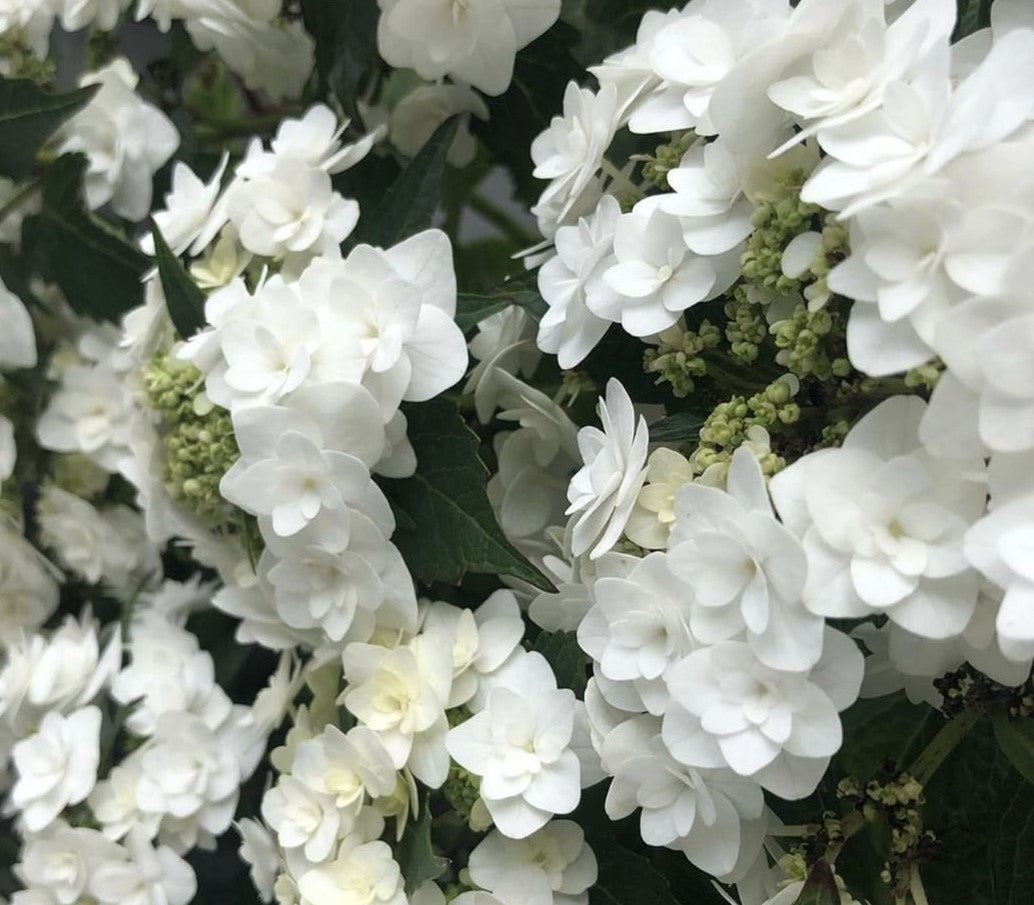 HYDRANGEA MACROPHYLLA DOUBLE DELIGHTS™ WEDDING GOWN (DANCING SNOW) / WEDDING GOWN HYDRANGEA