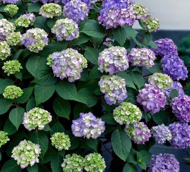 HYDRANGEA MACROPHYLLA ENDLESS SUMMER® BLOOMSTRUCK / BLOOMSTRUCK HYDRANGEA
