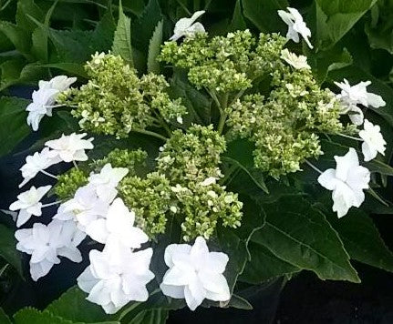 HYDRANGEA MACROPHYLLA FIREWORKS® / FIREWORKS® HYDRANGEA