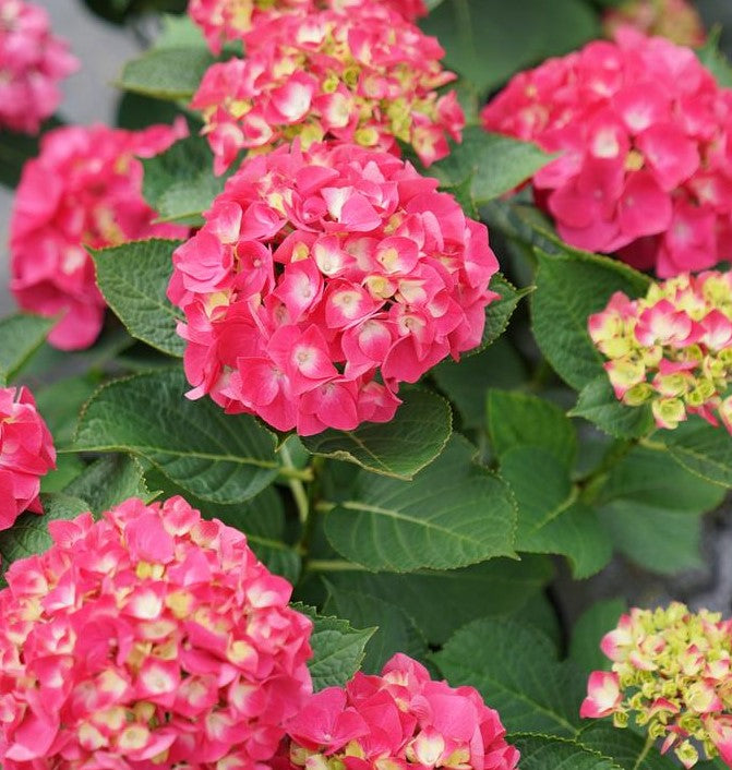 HYDRANGEA MACROPHYLLA WEE BIT GIDDY®/ WEE BIT GIDDY® HYDRANGEA
