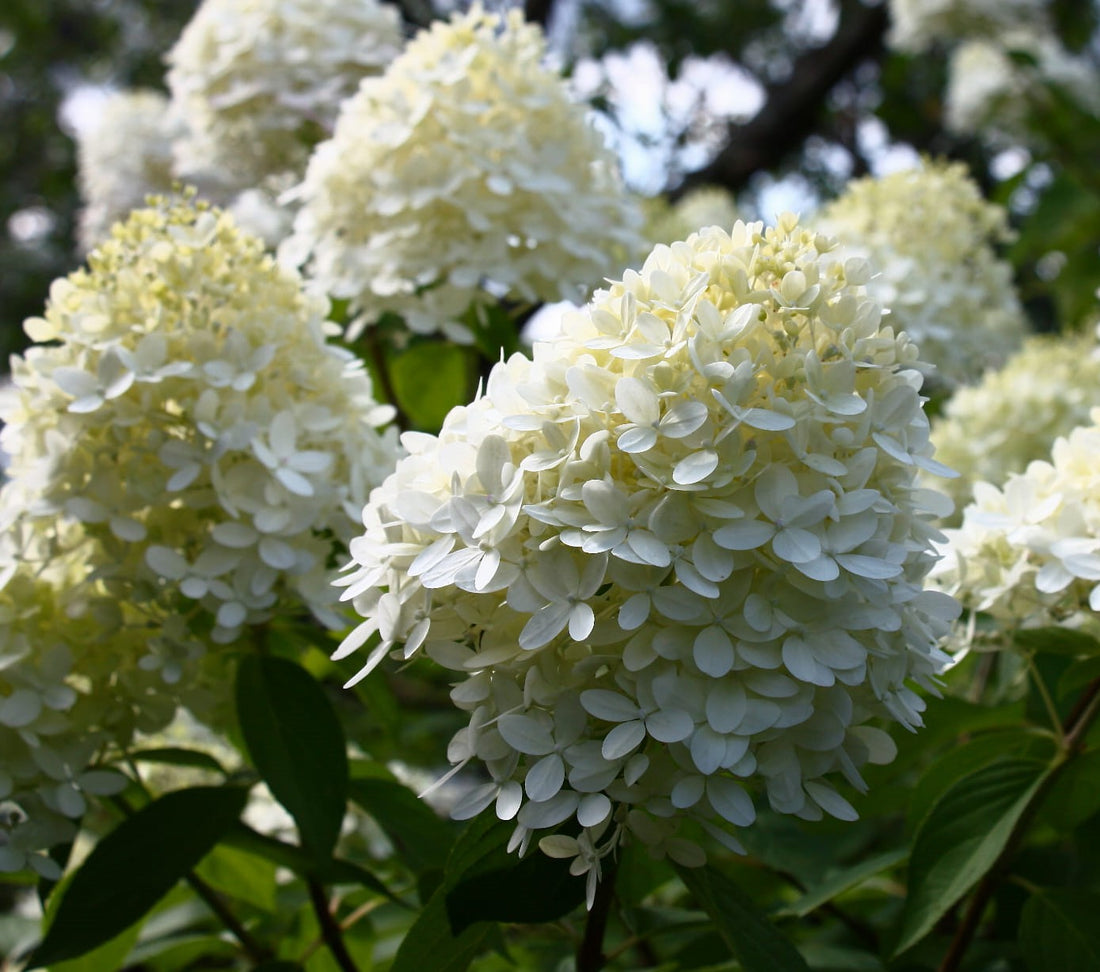 HYDRANGEA PANICULATA LIMELIGHT / LIMELIGHT HYDRANGEA