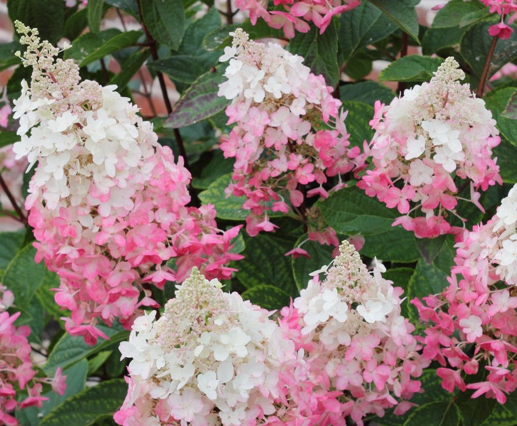 HYDRANGEA PANICULATA PINKY WINKY® / PINKY WINKY® HYDRANGEA