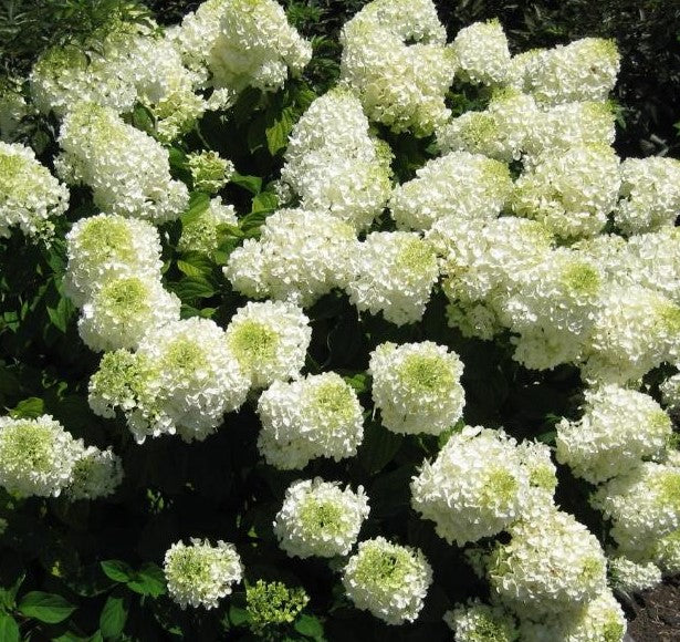 HYDRANGEA PANICULATA BOMBSHELL / BOMBSHELL HYDRANGEA