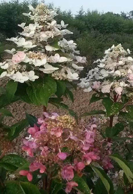HYDRANGEA PANICULATA FIRE AND ICE® / FIRE AND ICE® HYDRANGEA