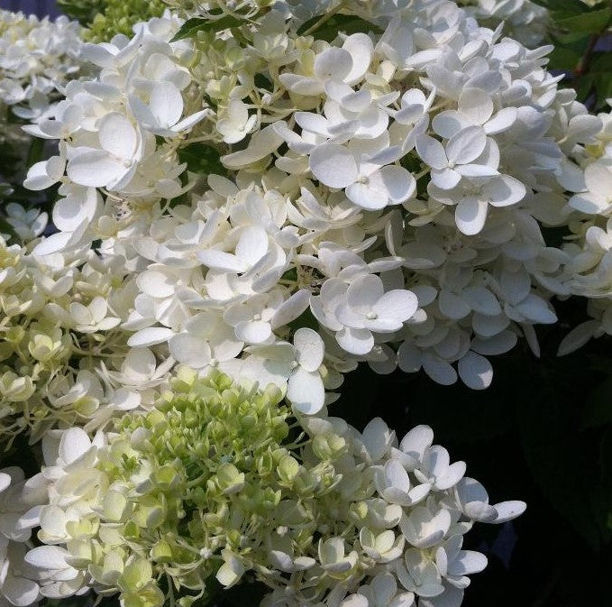 HYDRANGEA PANICULATA GRANDIFLORA / PEEGEE HYDRANGEA