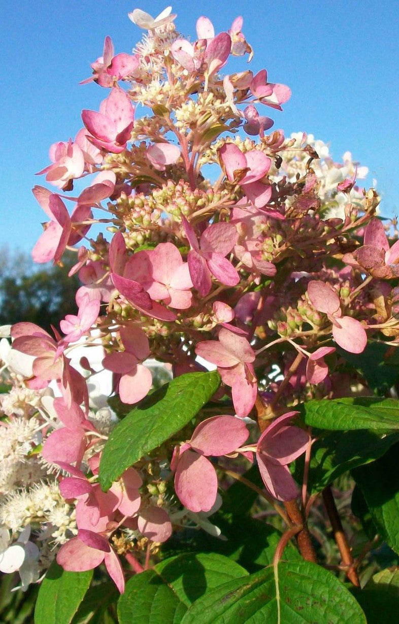 HYDRANGEA PANICULATA INTERHYDIA PINK DIAMOND / PINK DIAMOND HYDRANGEA
