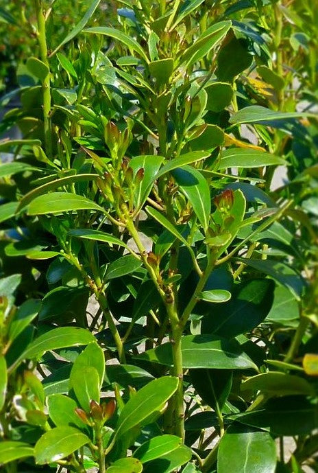 ILEX GLABRA COMPACTA / COMPACT INKBERRY