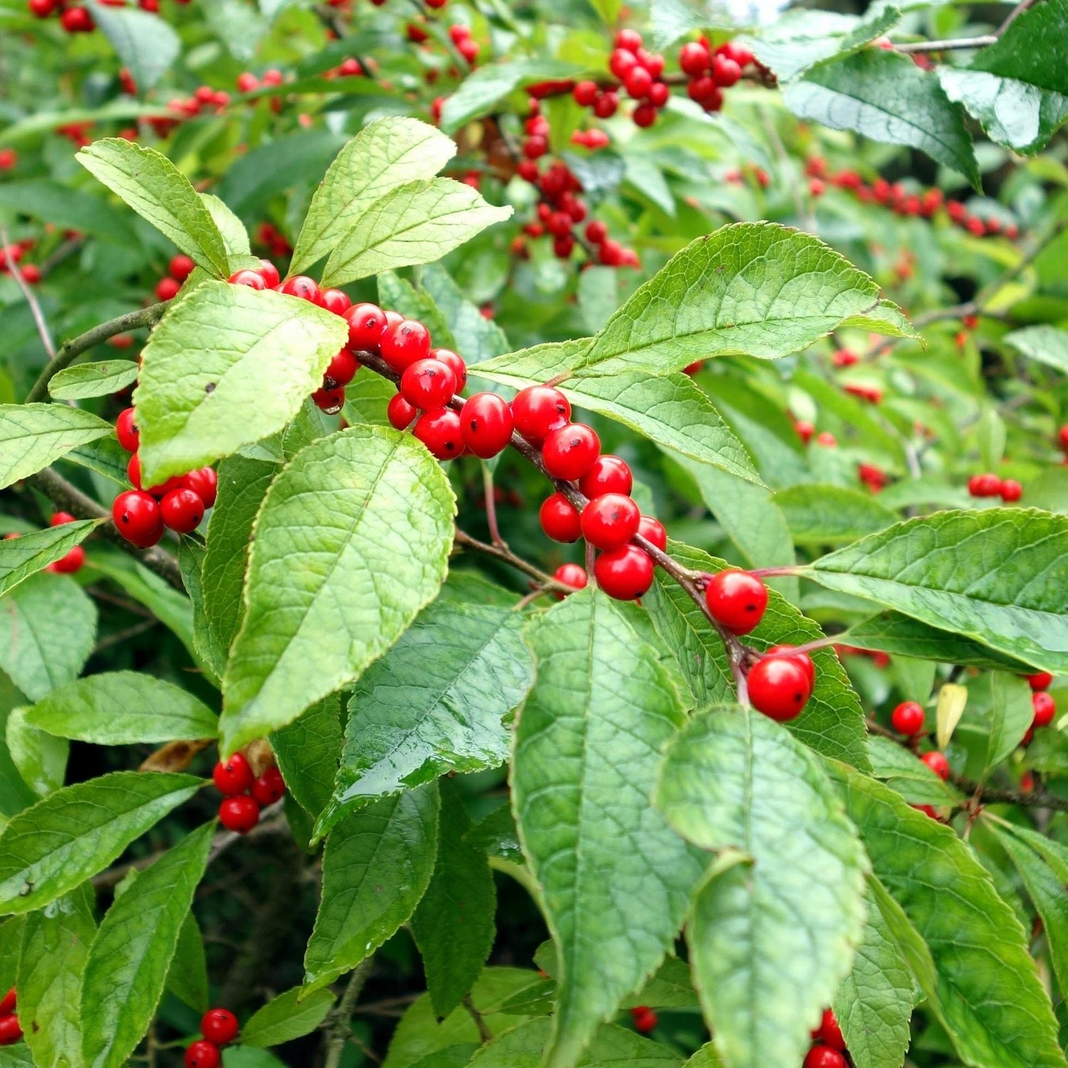 ILEX VERTICILLATA / WINTERBERRY HOLLY