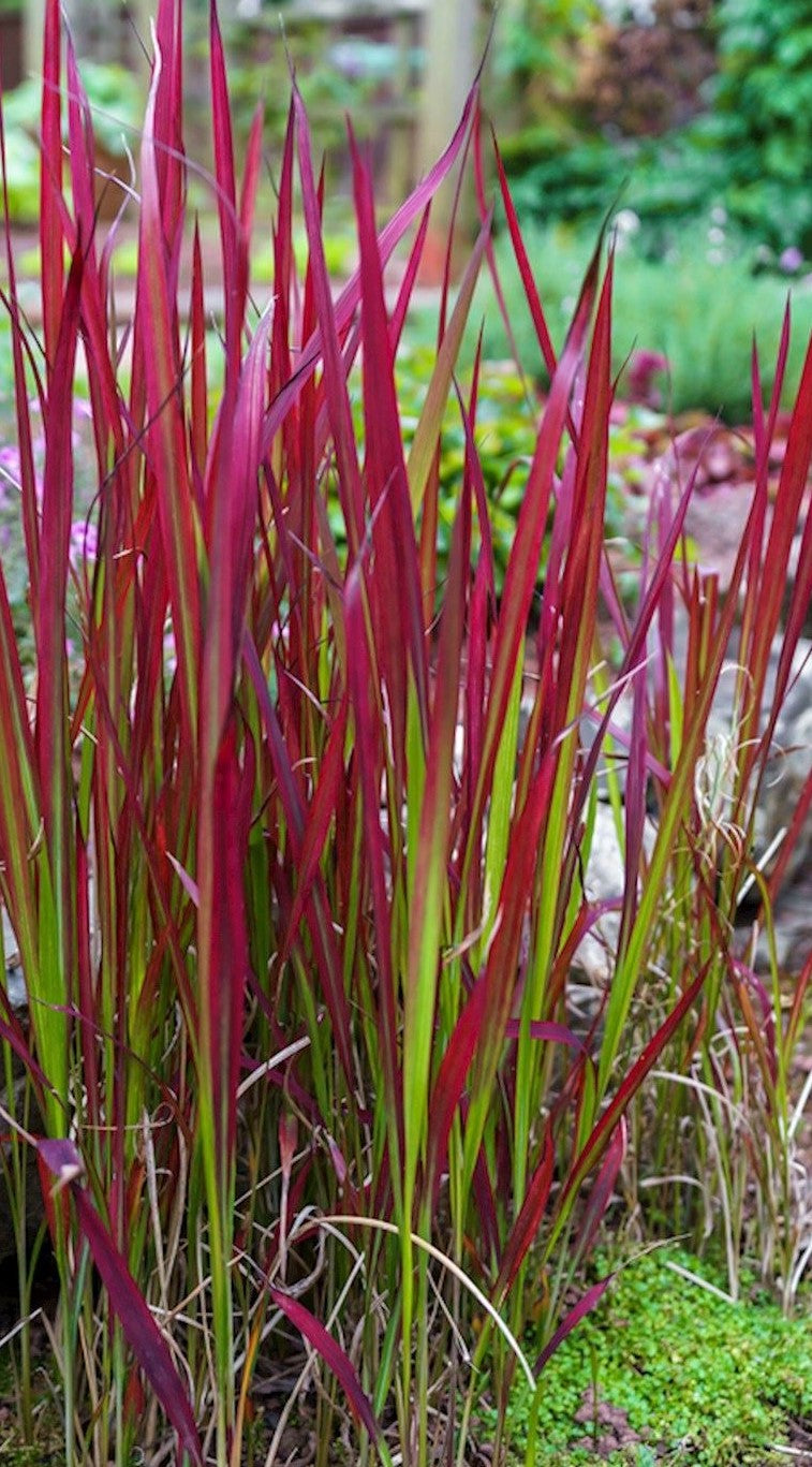 IMPERATA CYLINDRICA RUBRA / JAPANESE BLOOD GRASS