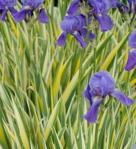 IRIS PALLIDA AUREO-VARIEGATA / VARIEGATED SWEET IRIS