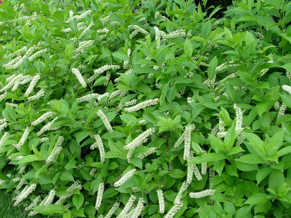 ITEA VIRGINICA LITTLE HENRY® / LITTLE HENRY® SWEETSPIRE