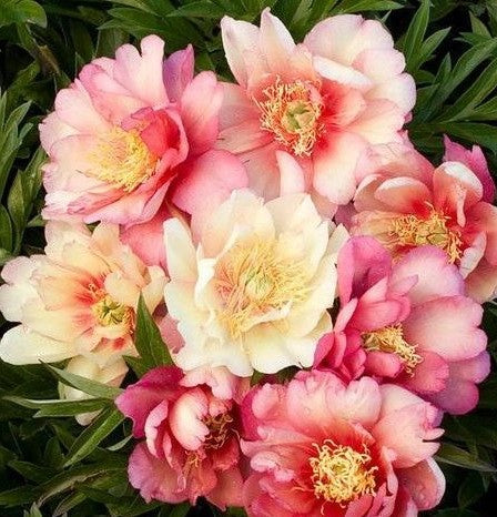 PAEONIA ITOH JULIA ROSE / INTERSECTIONAL PEONY