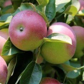 APPLE JERSEYMAC / JERSEYMAC APPLE