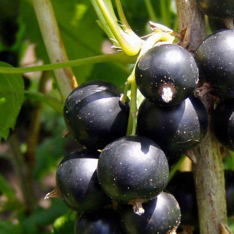 RIBES NIDIGROLARIA / JOSTABERRY
