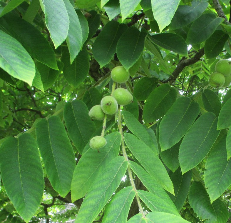 JUGLANS CINEREA / BUTTERNUT