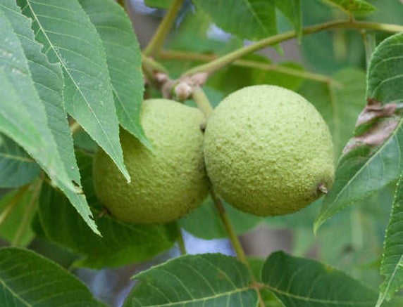 JUGLANS NIGRA / BLACK WALNUT