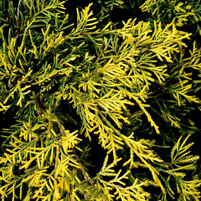 JUNIPERUS CHINENSIS GOLD LACE / GOLD LACE JUNIPER