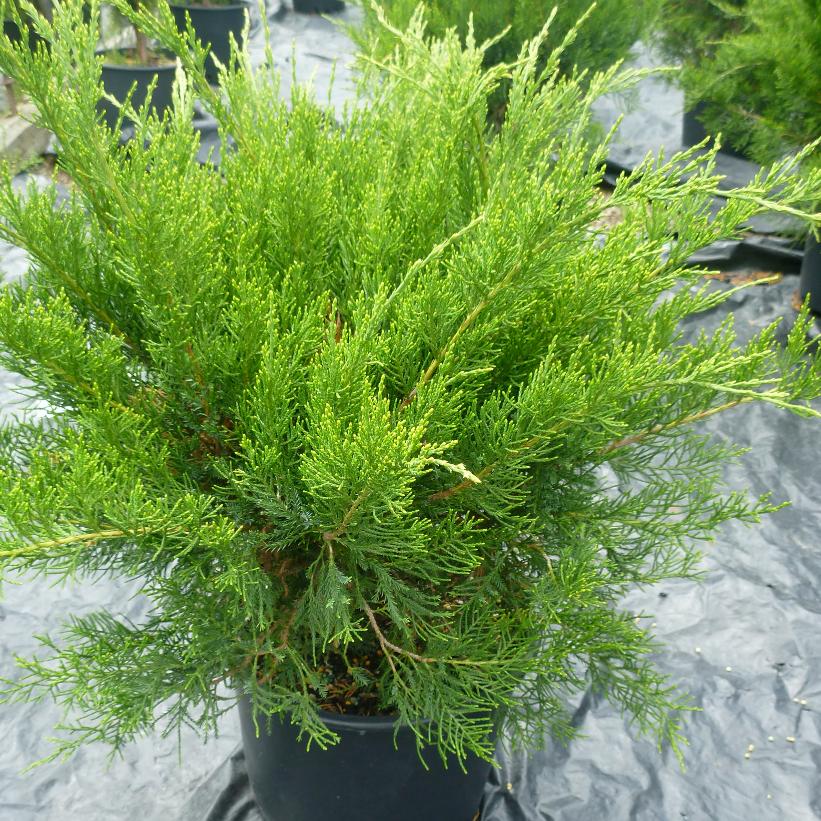 JUNIPERUS CHINENSIS MINT JULEP® / MINT JULEP® JUNIPER