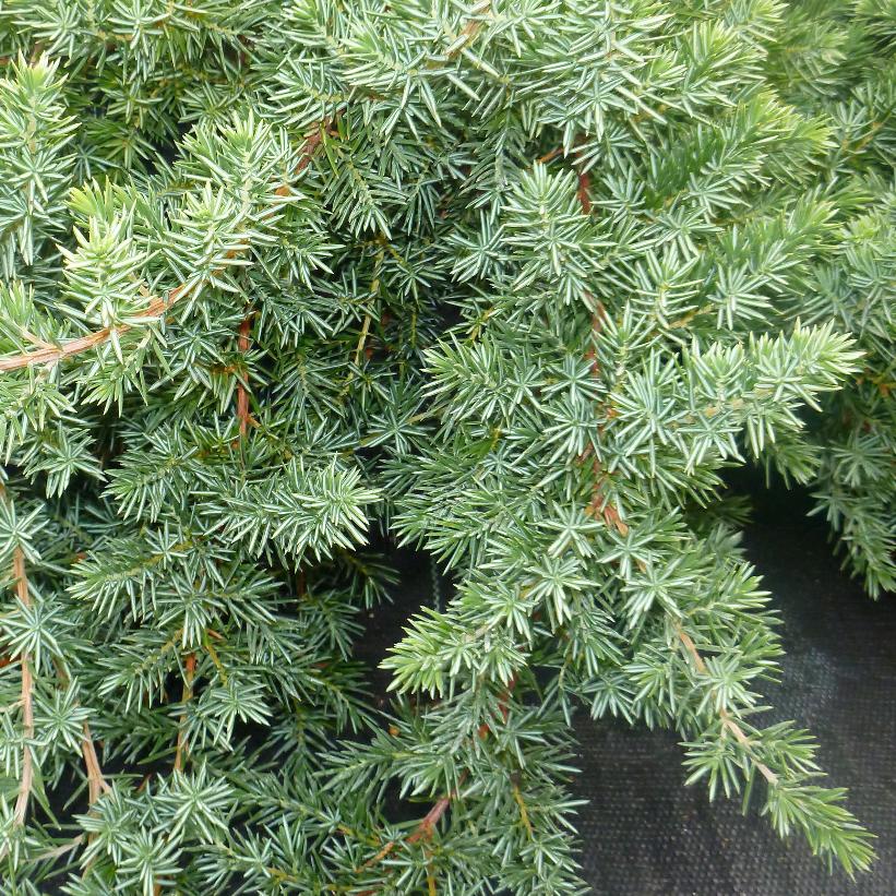 JUNIPERUS CONFERTA BLUE PACIFIC / BLUE PACIFIC SHORE JUNIPER