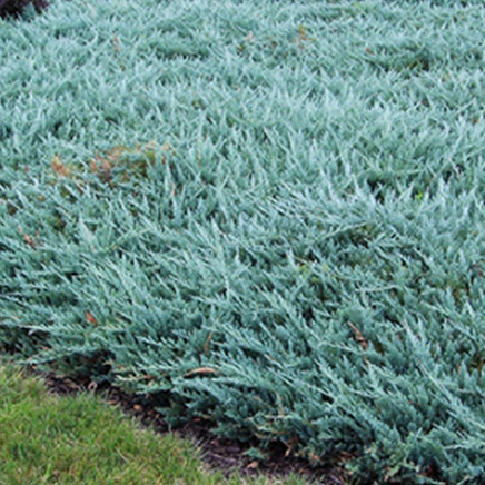 JUNIPERUS HORIZONTALIS BLUE CHIP / BLUE CHIP JUNIPER