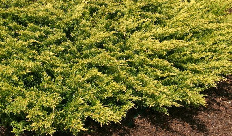 JUNIPERUS HORIZONTALIS GOLD STRIKE / GOLD STRIKE CREEPING JUNIPER