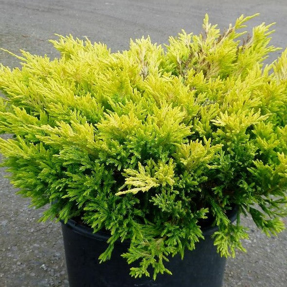 JUNIPERUS HORIZONTALIS LIMEGLOW / LIMEGLOW CREEPING JUNIPER