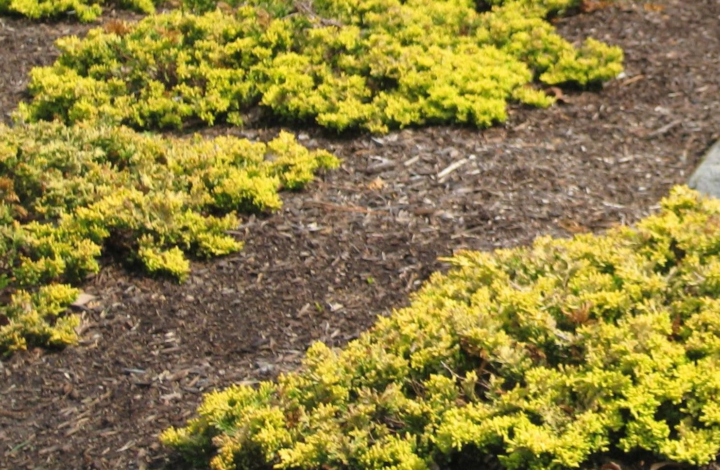 JUNIPERUS HORIZONTALIS MOTHER LODE / MOTHER LODE JUNIPER