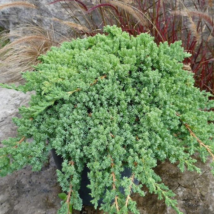 JUNIPERUS PROCUMBENS NANA / JAPANESE GARDEN JUNIPER
