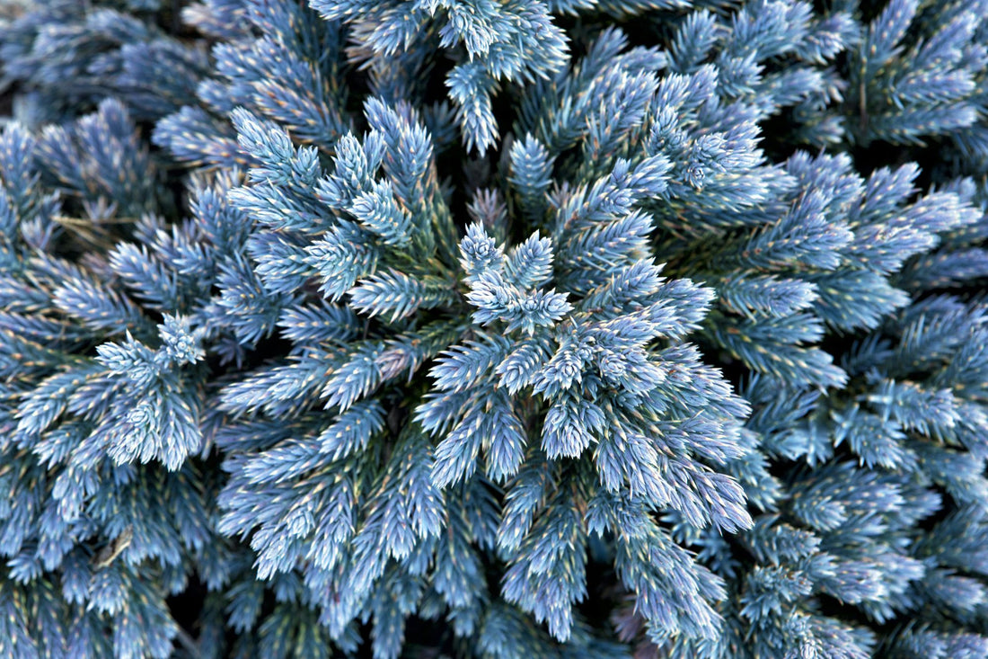 JUNIPERUS SQUAMATA BLUE STAR / BLUE STAR JUNIPER