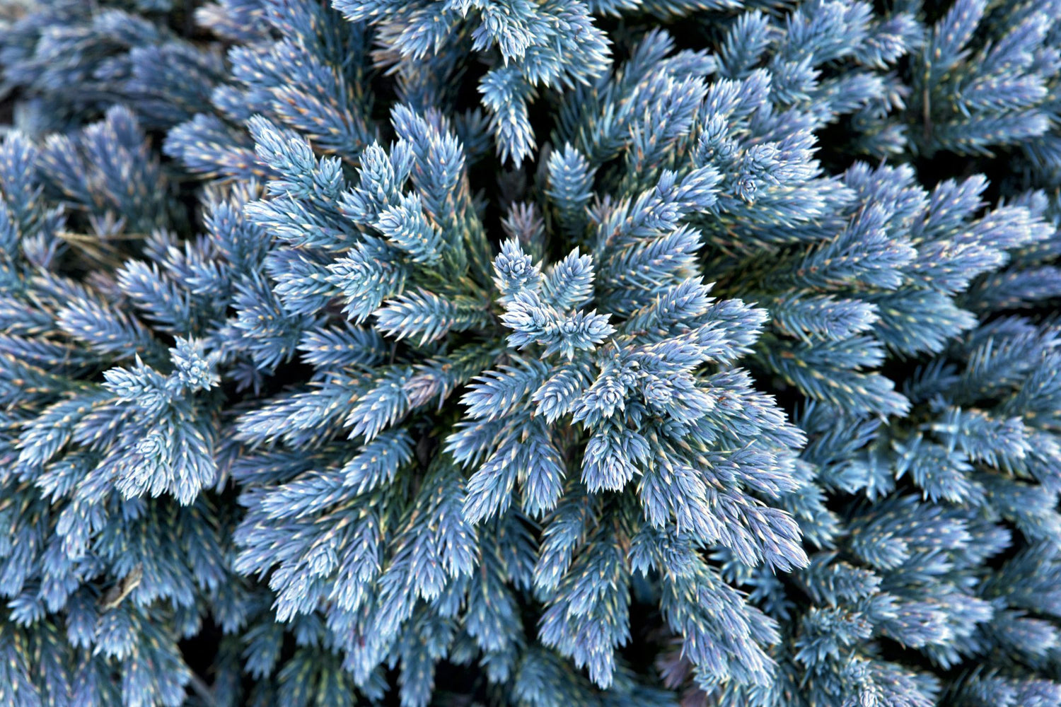 JUNIPERUS SQUAMATA BLUE STAR / BLUE STAR JUNIPER