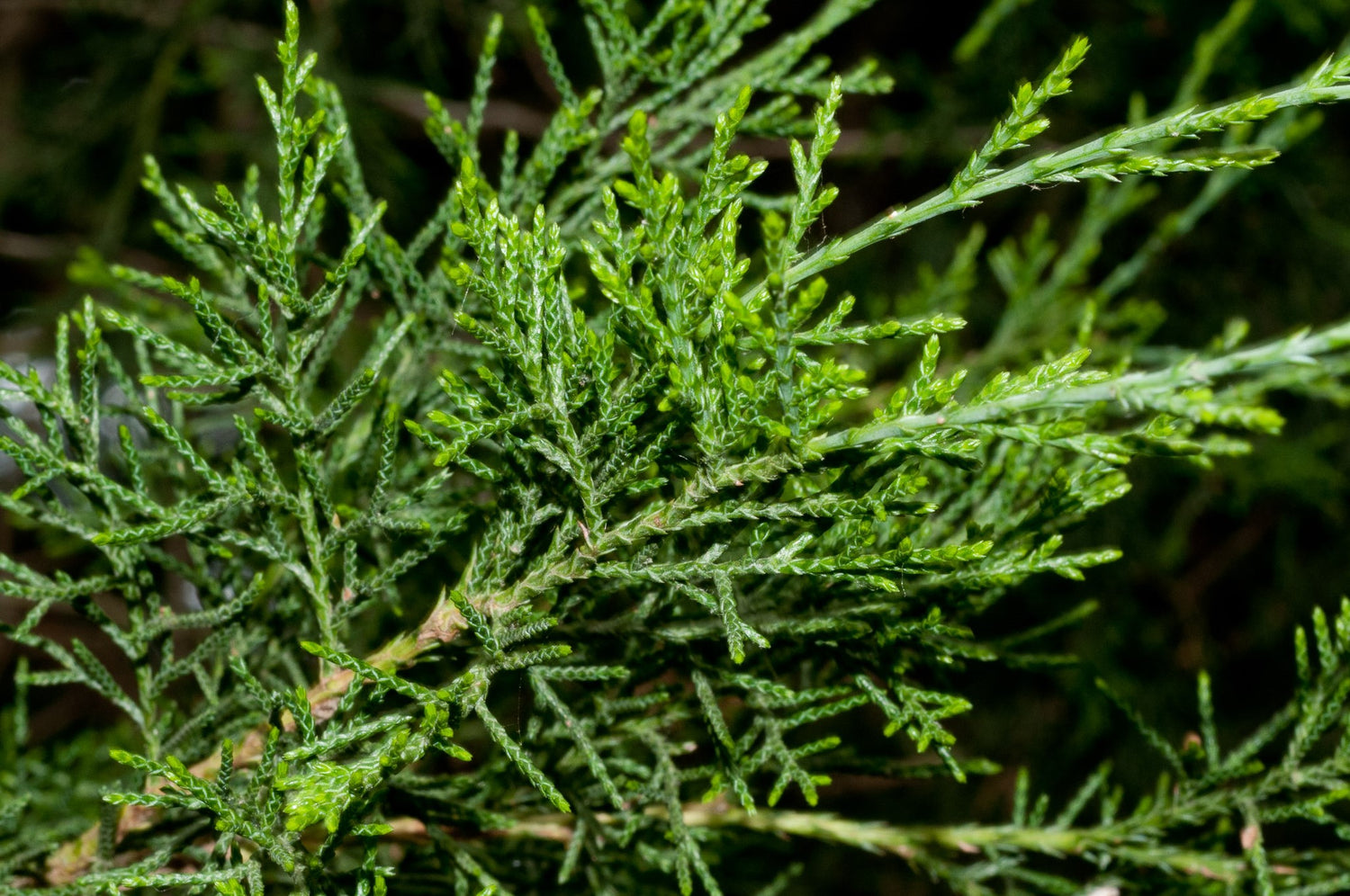 JUNIPERUS VIRGINIANA / EASTERN RED CEDAR