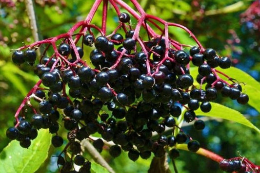 ELDERBERRY KENT/ KENT ELDERBERRY